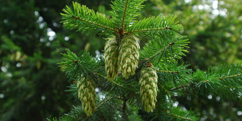 Cover photo for Washington Forest Legacy Program