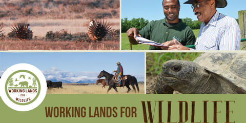 Cover photo for Working Lands for Wildlife