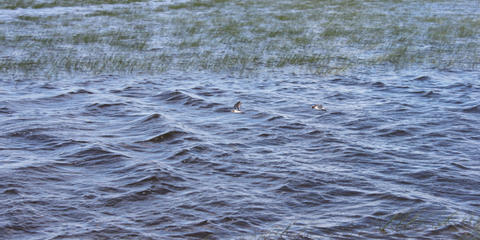 Cover photo for Wetlands Reserve Program