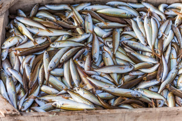 Wild Caught Oily Fish