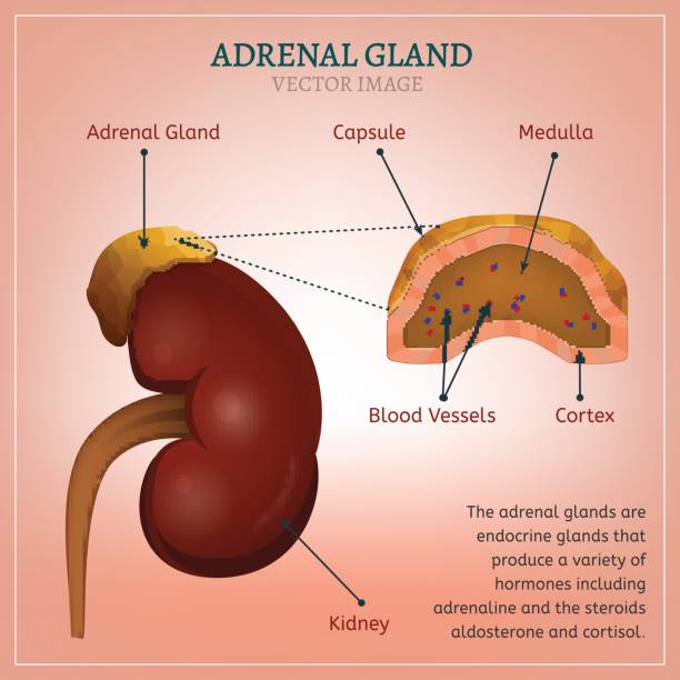 adrenal gland produces