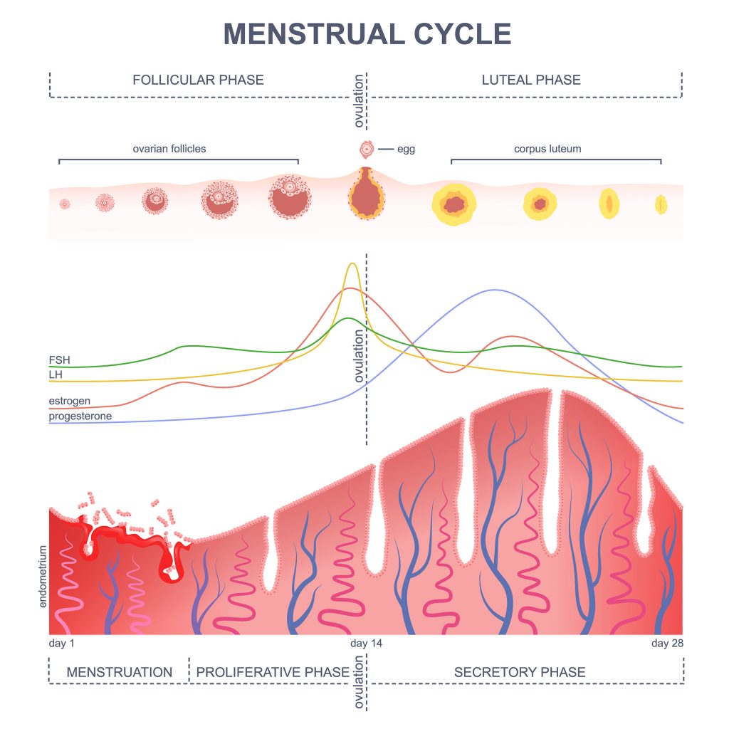 Red Rock Fertility on X: In the Luteal Phase, increased estrogen