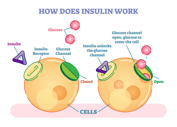 Fasting and insulin sensitivity