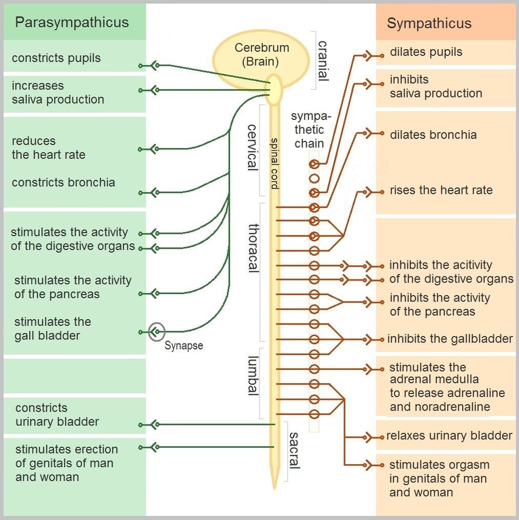 The-Autonomic-Nervous-System The-Autonomic-Nervous-System