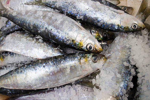 image-result-for-oily-fish-sardines