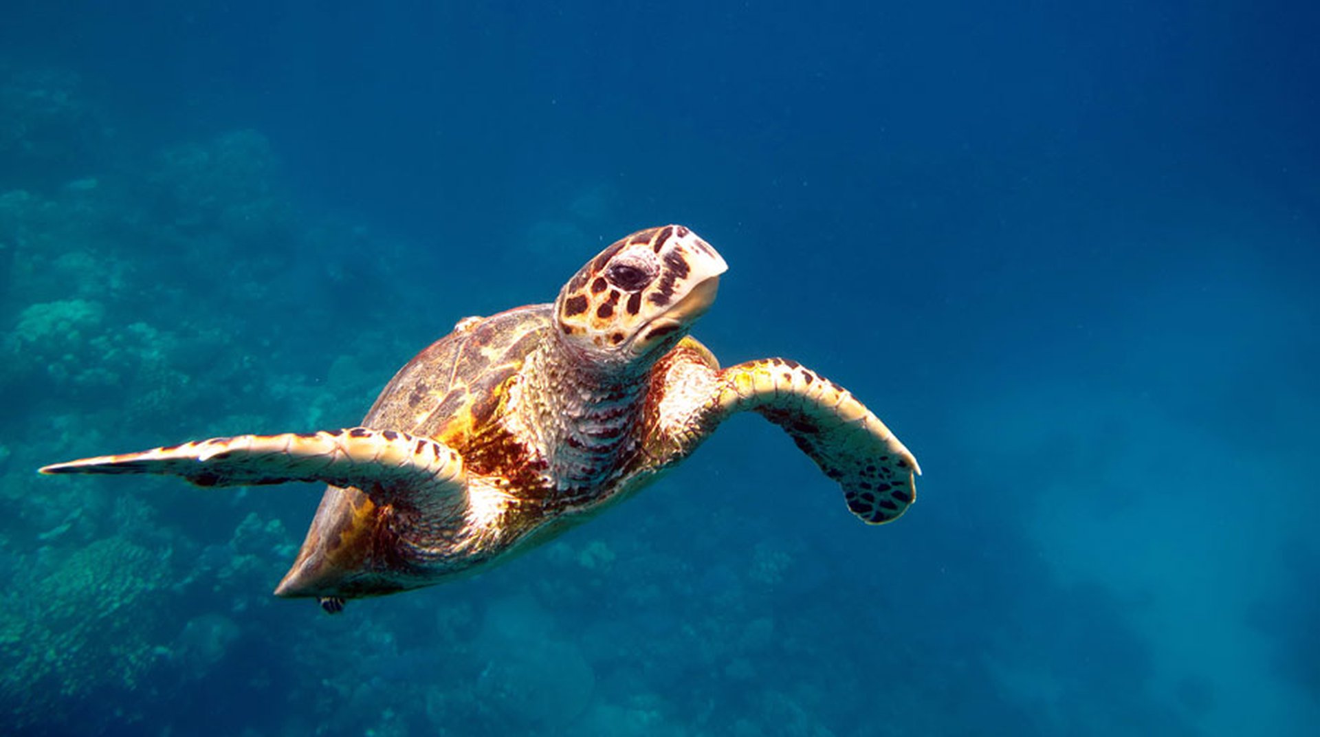 Sea Turtle Monitoring