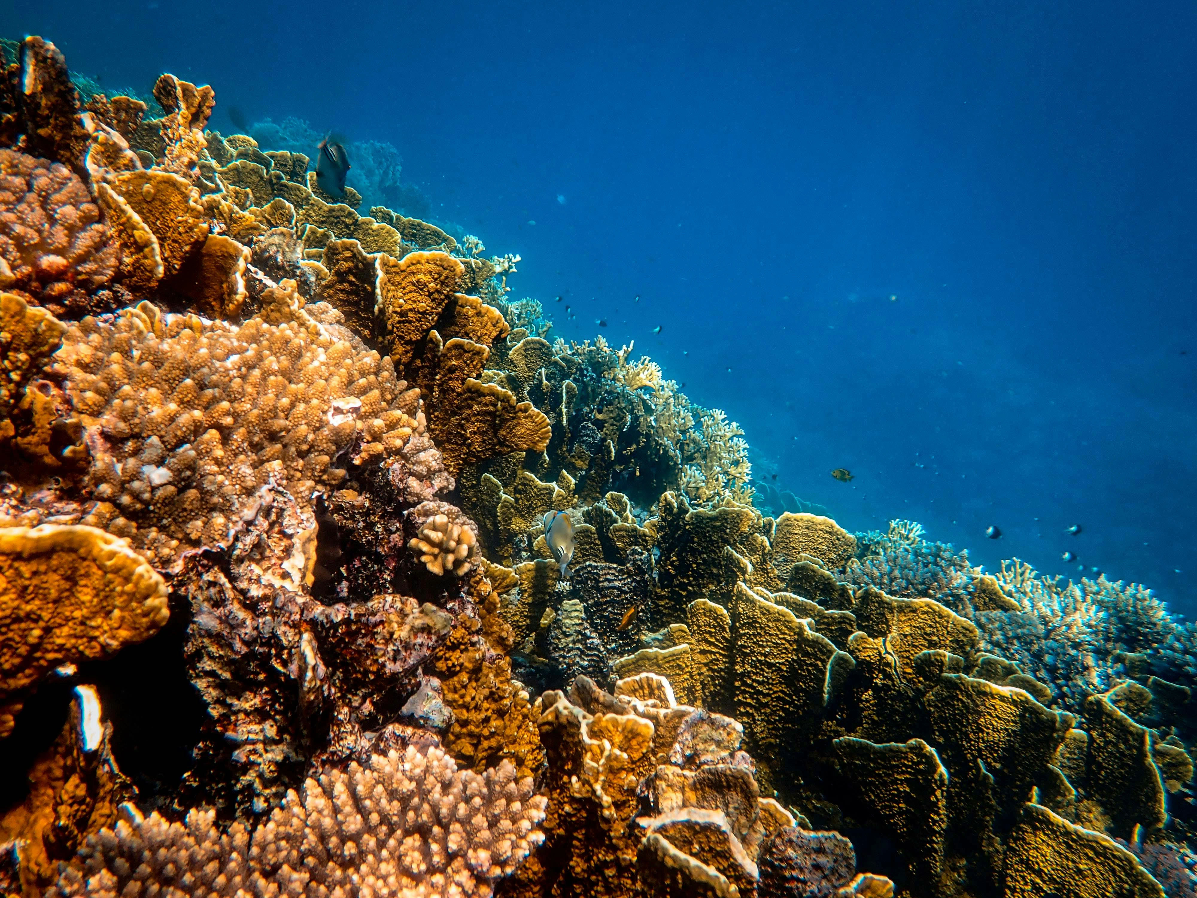 diving in deeb water