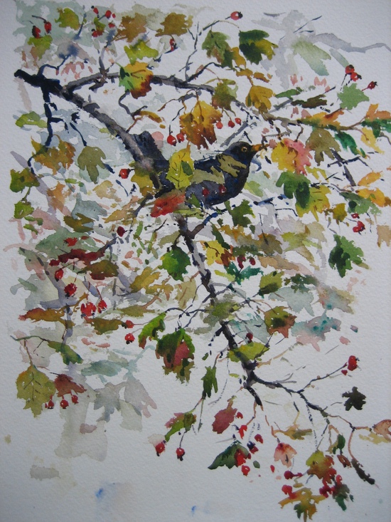 Autumn Hawthorn