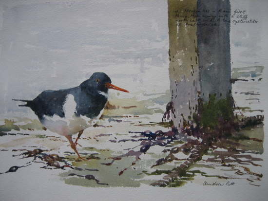 The Inquisitive Oyster Catcher