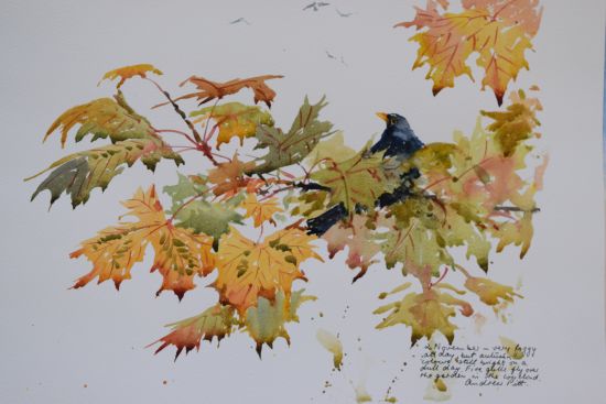Autumn Blackbird