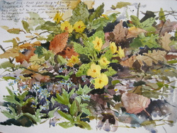 The Hidden Primroses