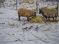 Sheep in the Snow - Easton Bavents