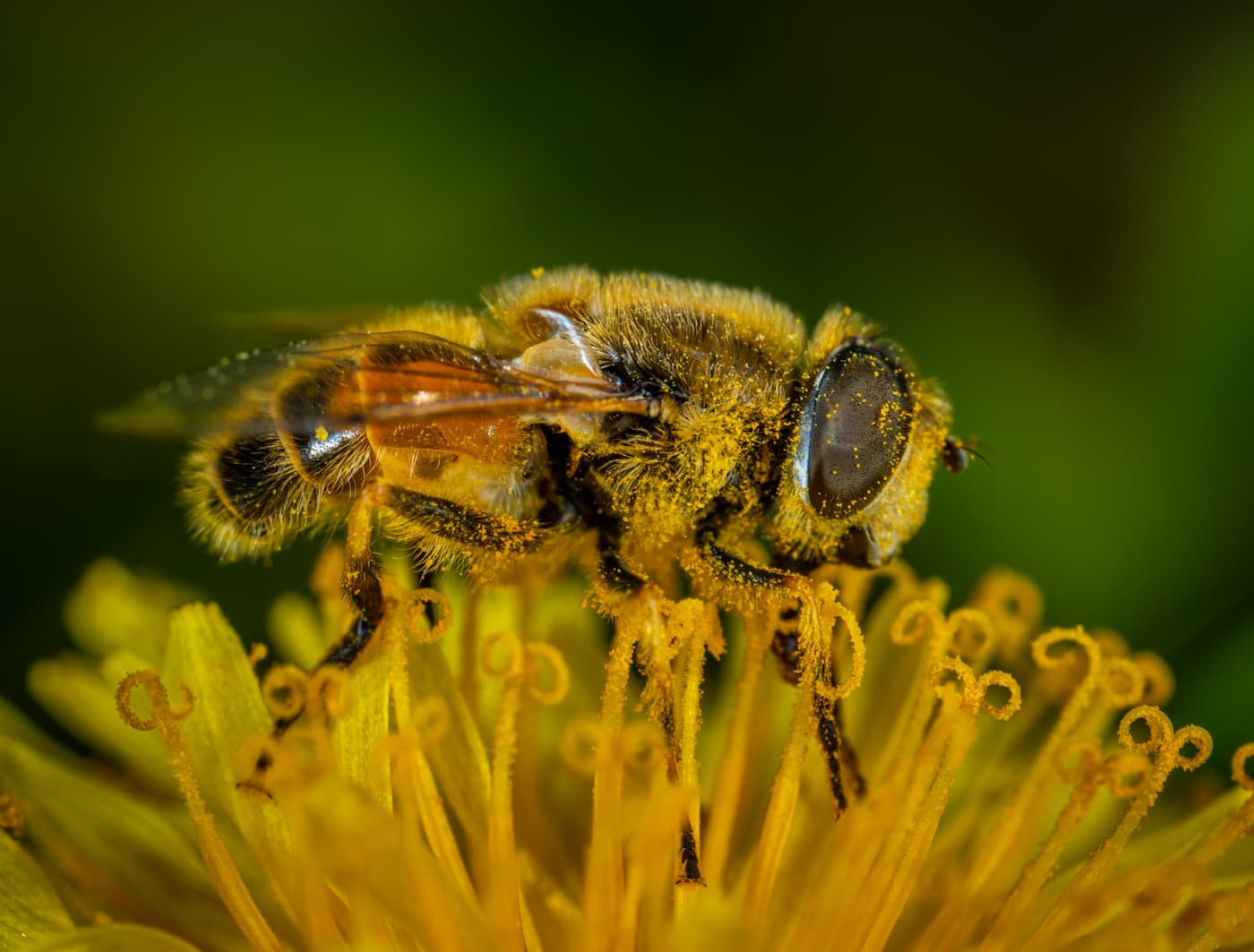 Beautiful Bee