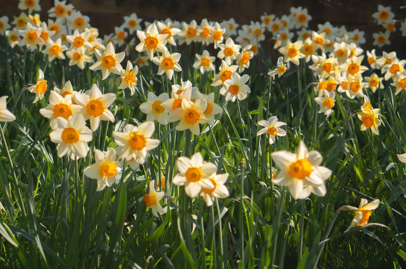 Field of Daffodils