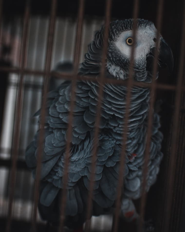 Beautiful bird caged