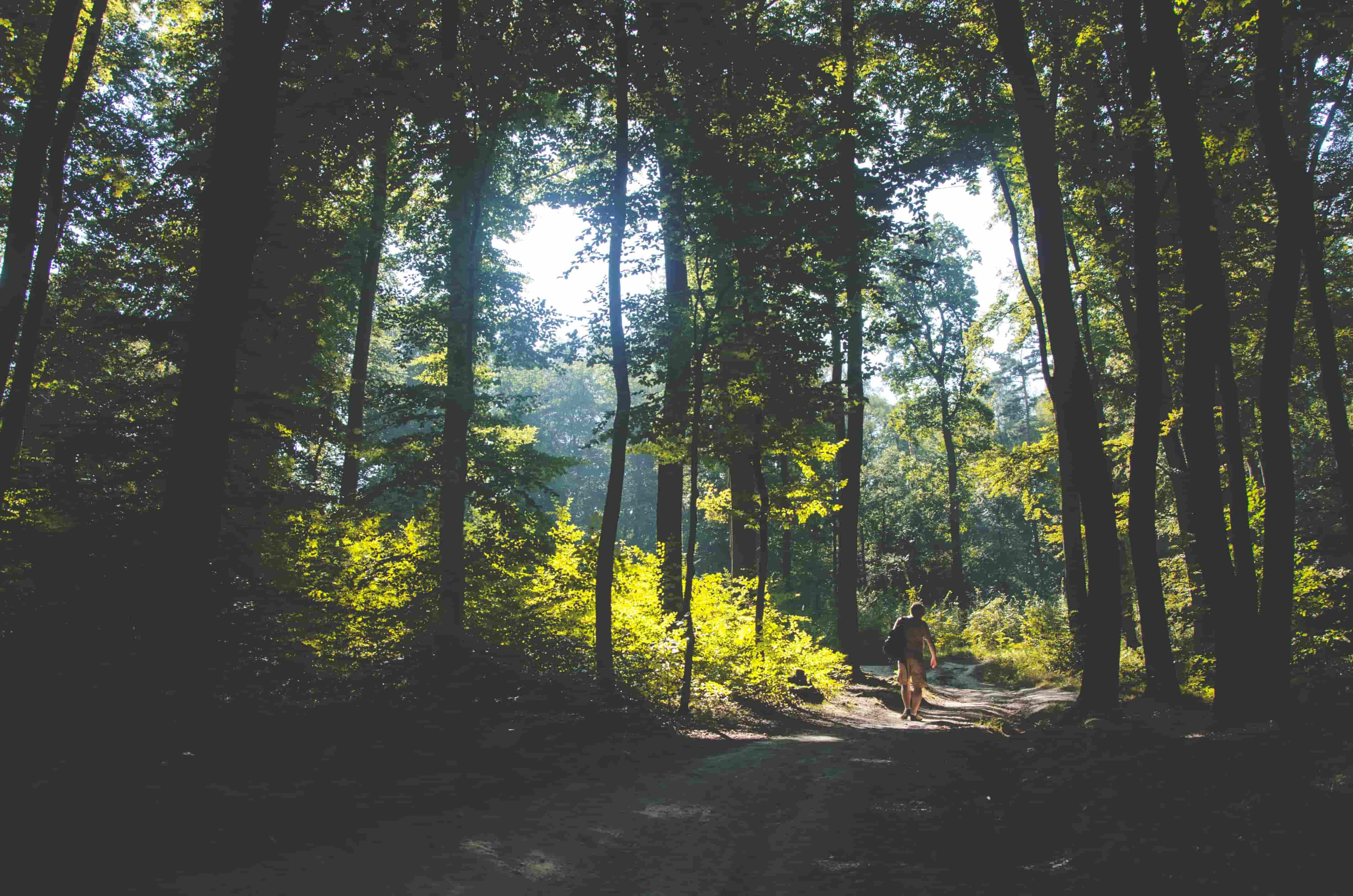 Man walking in the middle of the tall trees