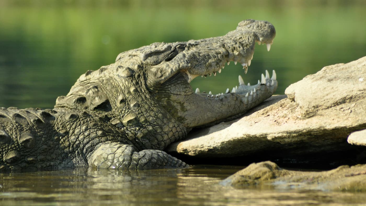 Crocodile at Ranganathittu Bird Sanctuary, Mysore, India