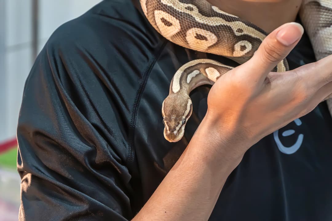 Exotic Pet Python Around Neck
