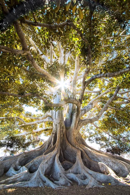 An old tree with buttress roots