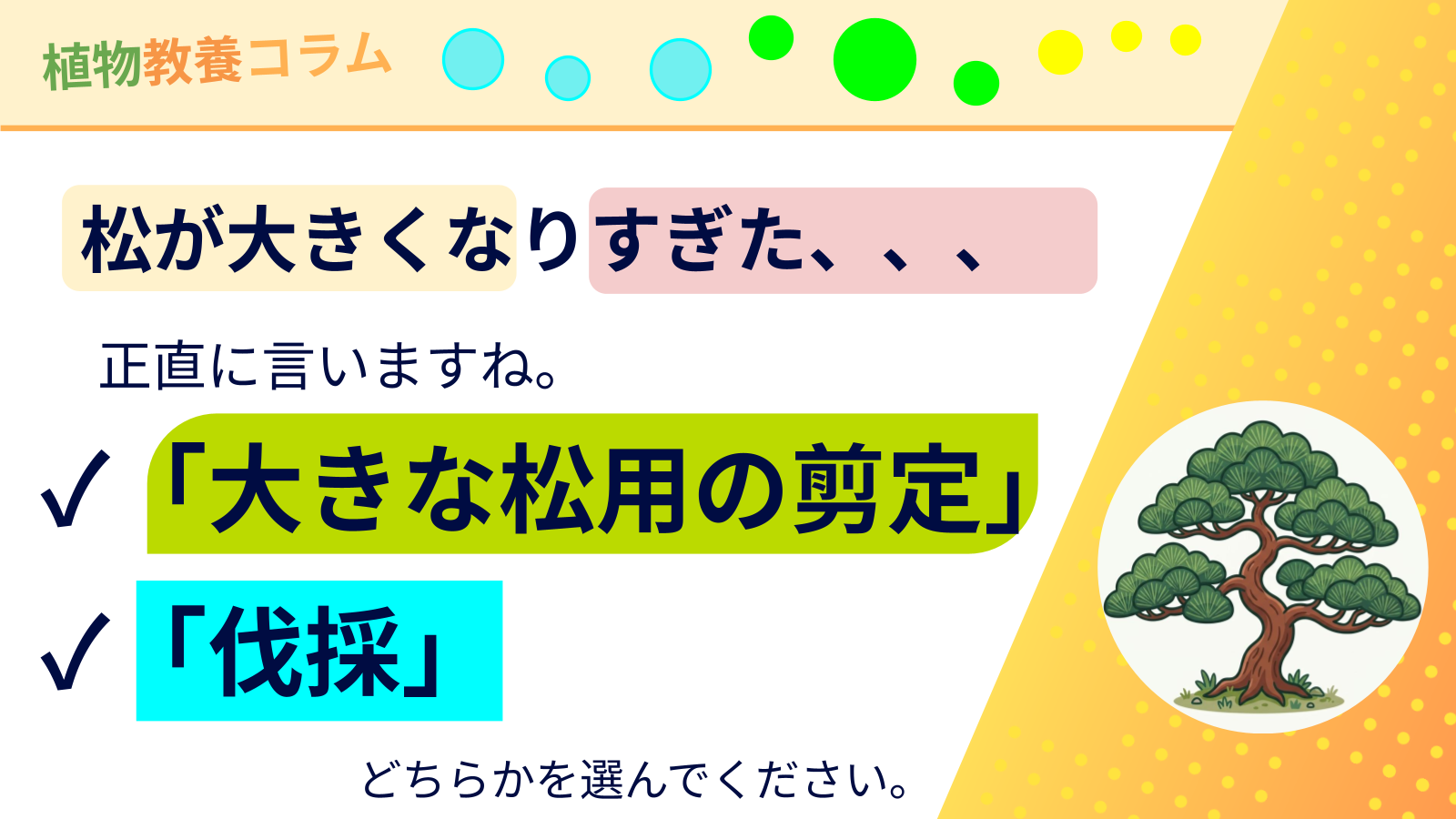 松が大きくなりすぎた！