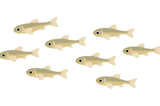 Abbildung zu Fischbrut
