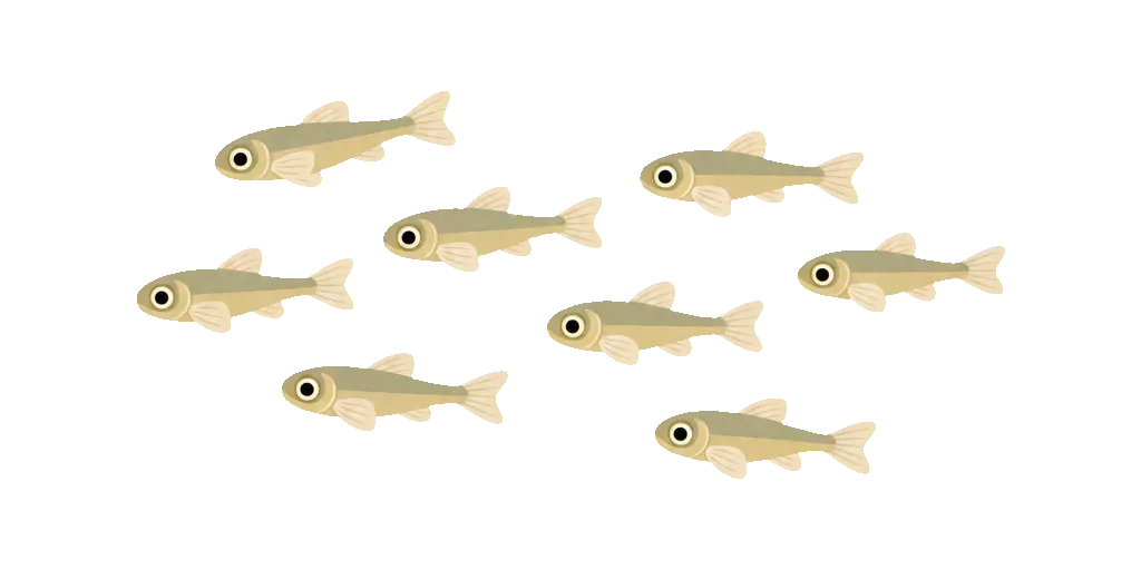 Abbildung zu Fischbrut