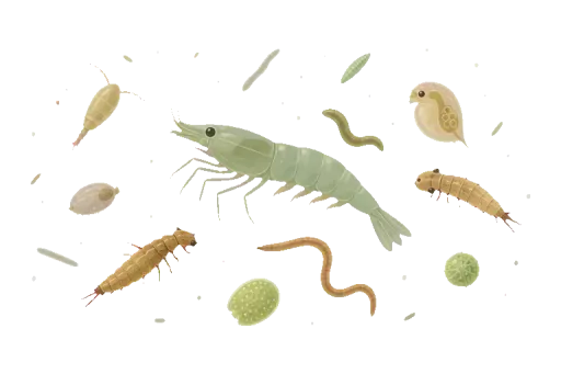 Abbildung zu Fischnährtiere