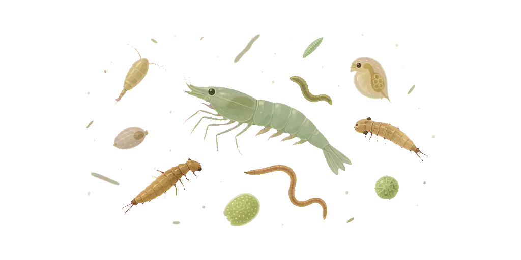 Abbildung zu Fischnährtiere