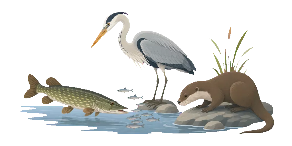 Abbildung zu Fischprädatoren