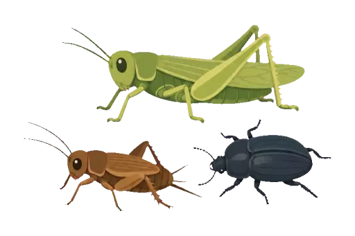 Abbildung zu Insekten