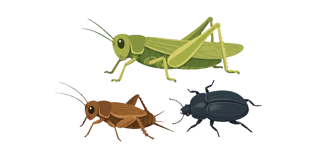 Abbildung zu Insekten
