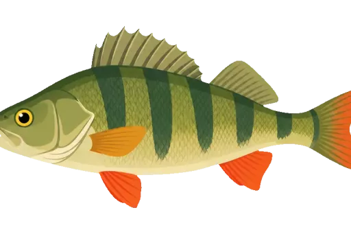 Abbildung zu Knochenfische