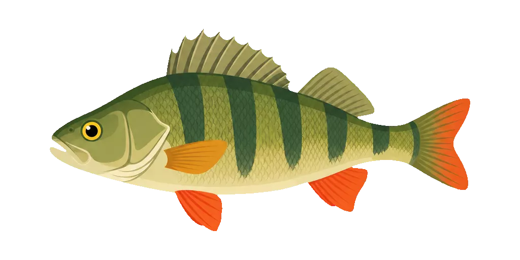 Abbildung zu Knochenfische