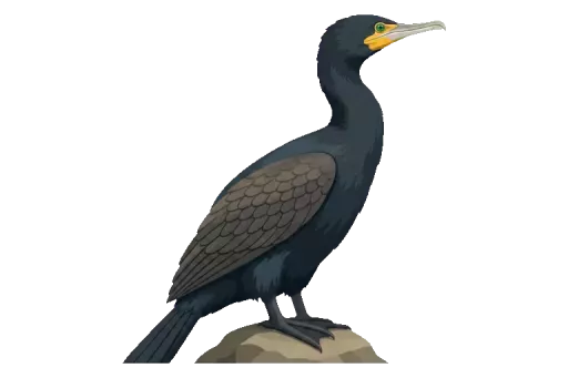 Abbildung zu Kormoran