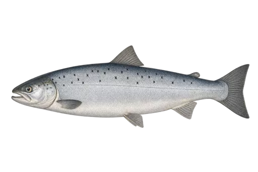 Abbildung zu Lachs