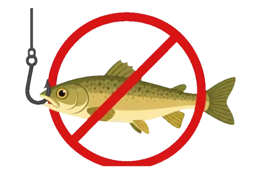 Abbildung zu lebender Köderfisch