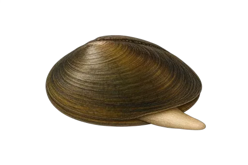 Abbildung zu Muscheln