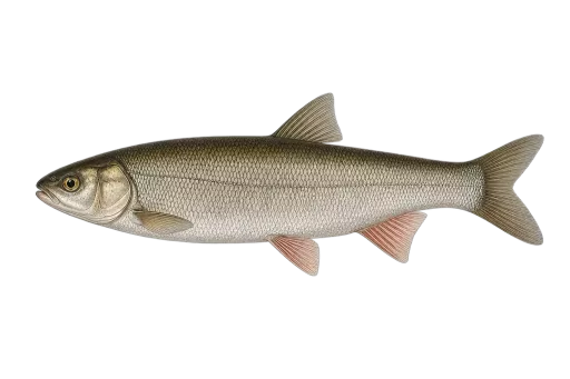 Abbildung zu Perlfisch