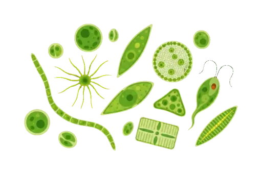 Abbildung zu Phytoplankton