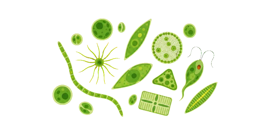 Abbildung zu Phytoplankton