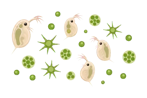 Abbildung zu Plankton