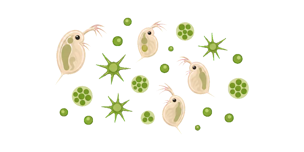 Abbildung zu Plankton