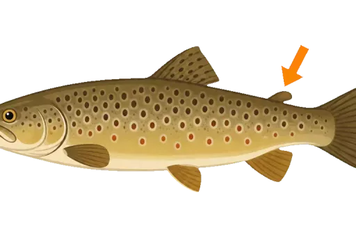 Abbildung zu Salmoniden