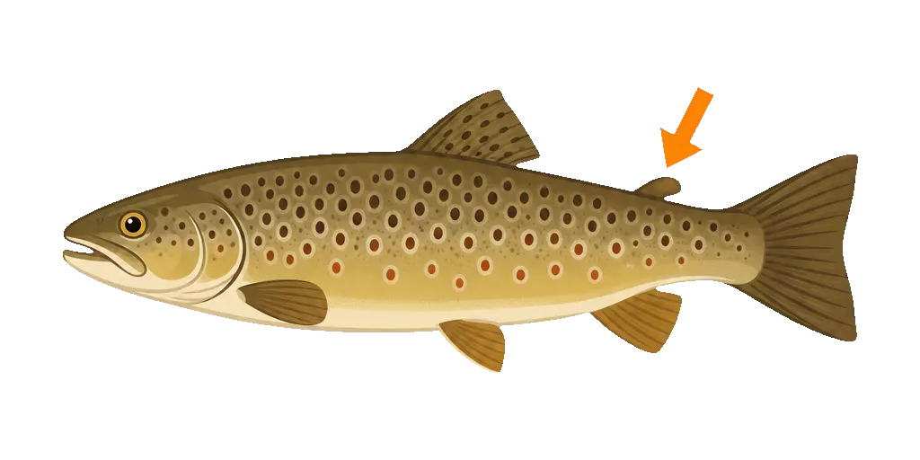 Abbildung zu Salmoniden