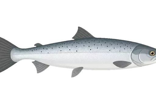 Abbildung zu Smolt
