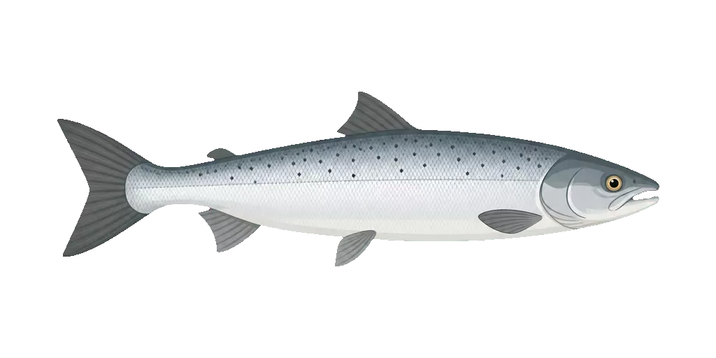 Abbildung zu Smolt