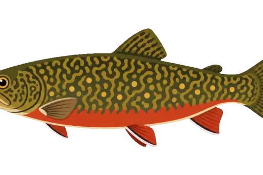 Abbildung zu Tigerfisch