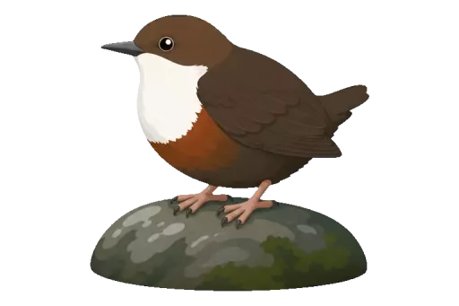 Abbildung zu Wasseramsel