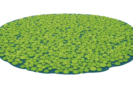 Abbildung zu Wasserlinse