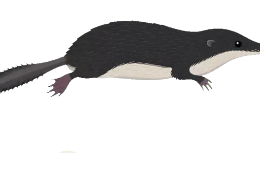 Abbildung zu Wasserspitzmaus